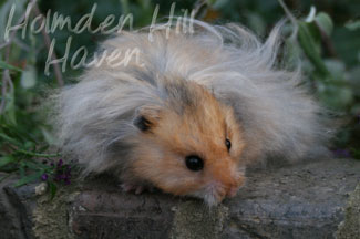 RC- Golden Umbrous Longhaired